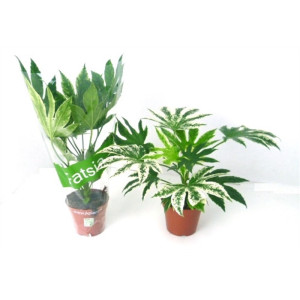 Фатсия Спайдер Веб 40 см.